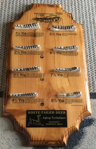 White Tailed Deer Aging Technique Plaque Teeth.  Vintage 70’s Rare