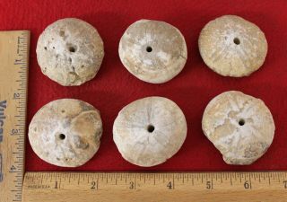 (6) Large Neolithic Fossilized Sea Urchin Beads
