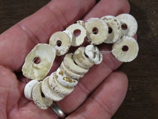 17 Mississippian Marine Shell Disk Beads,  Eastern Tennessee Area X Beutell