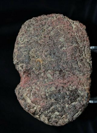 Missouri Hematite 3/4 Grooved Axe Indian Artifact