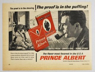 1966 Print Ad Prince Albert Tobacco Sheep Shearing Man Smokes Pipe