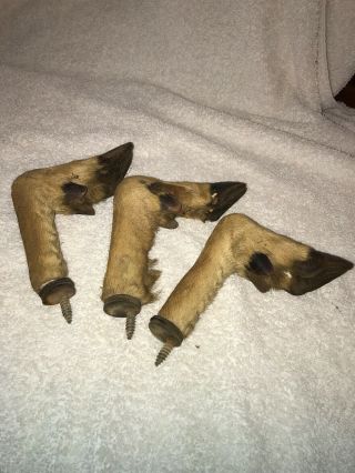 3 Vintage Deer Feet Hoofs To Make Your Own Gun Or Coat Rack Taxidermy Lodge