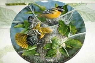 KNOWLES THE BALTIMORE ORIOLE Kevin Daniel 1985 collectors PLATE EXC 2