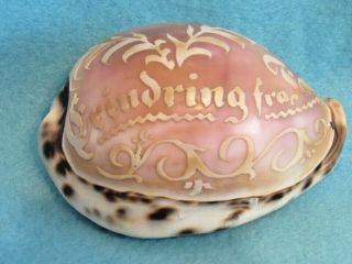 Vintage Seashell Art.  Engraved Tiger Cowrie ? Shell: " Erindring Fra Fan " Danish