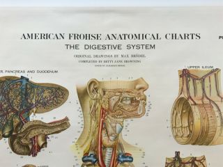 Vintage 1947 Digestive System Internal Anatomy American Frohse Chart Map 70x45