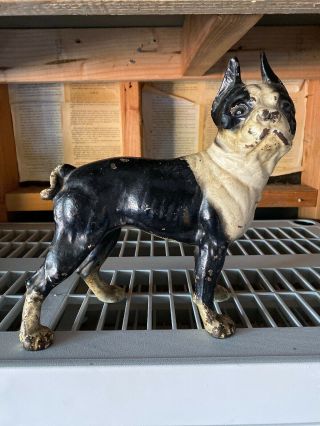 Antique Cast Iron Boston Bull Terrier Doorstop 10.  5 "