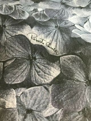 Vintage Roberto Cavalli King Sheet Set,  100 Cotton,  Hydrangea Pattern