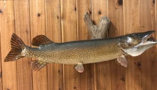 Vintage Real Skin Mount Northern Pike Fish Driftwood Muskie Musky Taxidermy 39”