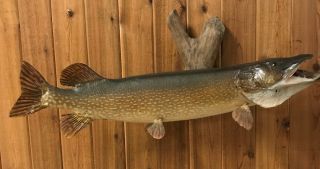 Vintage Real Skin Mount Northern Pike Fish Driftwood Muskie Musky Taxidermy 39” 2