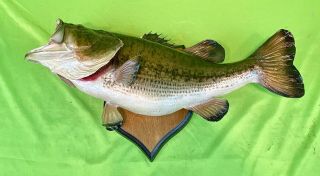 23 " Large Mouth Bass Fish Full Body Skin Mount Taxidermy Cabin Vintage Decor