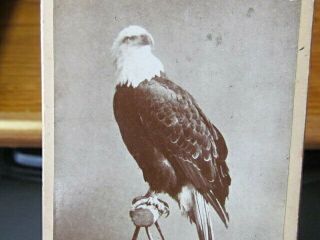 8th Wisconsin Infantry Eagle Mascot Old Abe Cdv Photo From Grand Forks Dakota