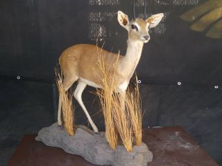 Vintage African Exotic Life Size Gazelle Taxidermy