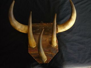 Vintage Four Mounted Buffalo Horn Rack