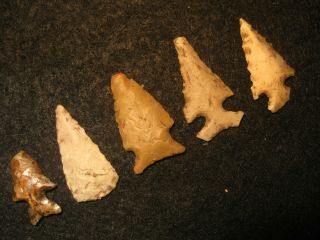 5 Authentic Central Texas Bird Point Arrowheads,  Prehistoric Indian Artifacts 4