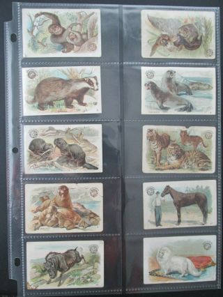 28 Vintage Early Arm And Hammer Brand Soda Trade Cards Interesting Animals