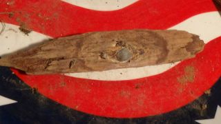 Dug Civil War Bullet In Wood Pistol Bullet Or Large Buckshot