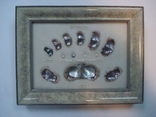Vintage Japan Cultured Pearl And Shell Color And Age Display 1940s