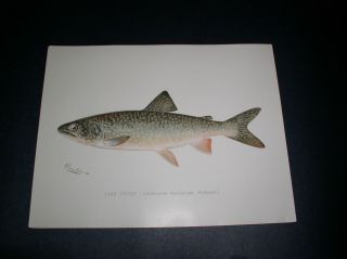 Vintage Denton Folio Fish Prints From N.  Y.  Fish And Game Report 1902 7