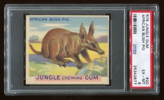 1933 R78 Jungle Gum 20 African Bush Pig Psa 6 Ex - Mt 25342877