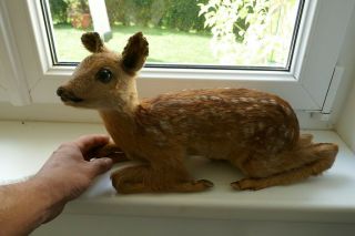 Old Lovely Vintage Baby Deer Fawn Taxidermy Collectors About 1970