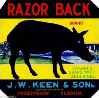 Frostproof Florida Razor Back Pig Hog Orange Citrus Fruit Crate Label Art Print