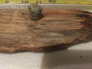 Dug Civil War Bullet In Wood From Chickamauga Ga.