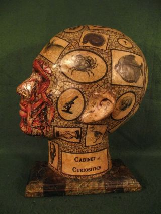 Antique Vintage Style Anatomical Head Skull Anatomy Cabinet Of Curiosities Art