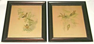 Antique Pair 19th C.  Framed Hummingbird Litho Prints Gould & Richter