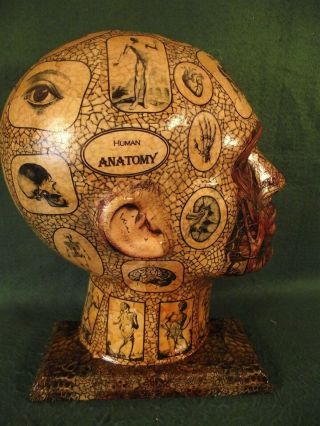 Antique Vintage Style Anatomical Head Skull Anatomy Pseudo Medical Art Sculpture