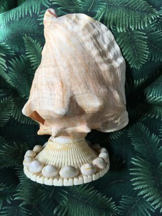 Vintage Large Conch Pink Glowing Seashell Sea Shell Tv Night Light 9 "