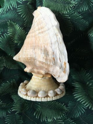 Vintage Large Conch Pink glowing Seashell Sea Shell TV Night Light 9 