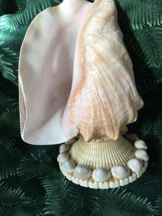 Vintage Large Conch Pink glowing Seashell Sea Shell TV Night Light 9 