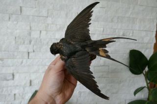 Old Lovely Vintage Swallow Taxidermy Collectors Papers About 1970