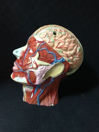 Antique / Vintage Head And Brain Section Anatomical Model