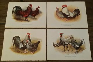 Vintage Harrison Weir Poultry / Chicken Color Plates From His Book Ca 1900 - 1902
