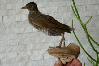 Old Lovely Vintage Young Water Rail Taxidermy Collectors About 1970