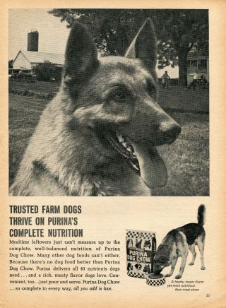 1970 Print Ad Of Purina Dog Chow German Shepherd On The Farm