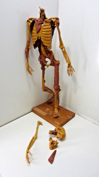 Parts Vintage Anatomiken System Anatomy Learning Skeleton Model & Clay
