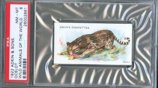 1922 Adkin & Sons Ocelot Cat Wild Animals Of The World Trade Card Psa 8