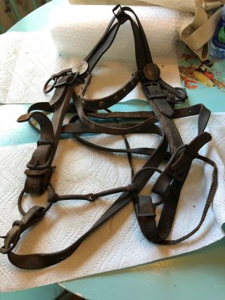Indian Wars Horse Harness