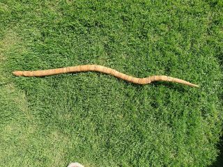 Vintage Large Aboriginal Carved Wooden Snake 84cm Long Burnt Patterns