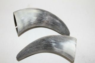 2 Cow Horn Tips V2d97 Raw Unfinished Cow Horns