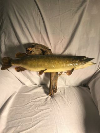 Vintage Mounted 20” Pike Walleye Muskey Taxidermy Fish Real Skin Mount