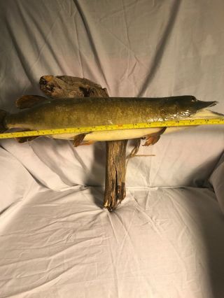 Vintage Mounted 20” Pike Walleye Muskey Taxidermy Fish Real Skin Mount 2
