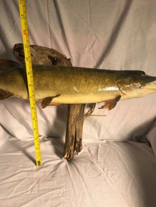 Vintage Mounted 20” Pike Walleye Muskey Taxidermy Fish Real Skin Mount 3