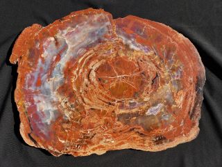 21 " Quality Agate Fossil Petrified Wood Round Arizona Chinle Red Cr21