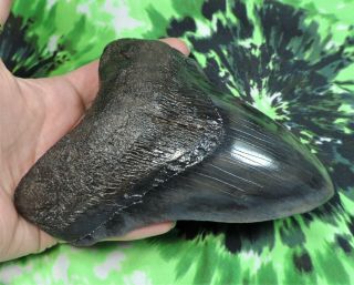 Megalodon Sharks Tooth 5 11/16  inch fossil sharks teeth tooth 2