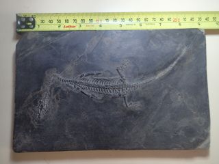 Keichousaurus Hui Fossil 9 1/4 Inch (230mm),  Complete And 100.