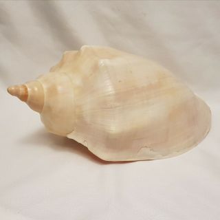 Large Voluta Cymbiola Magnifica Seashell - 260mm - Albino - Vo61