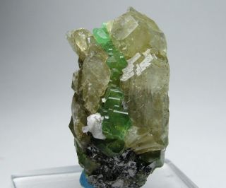 Unbelievable Aesthetic Elongated Gem Tsavorite Garnet Crystal on Diopside 3